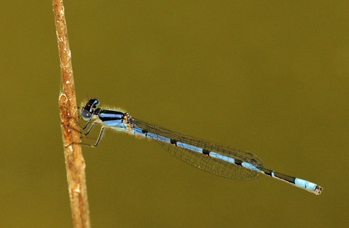Male
2013_04_01_Charlton